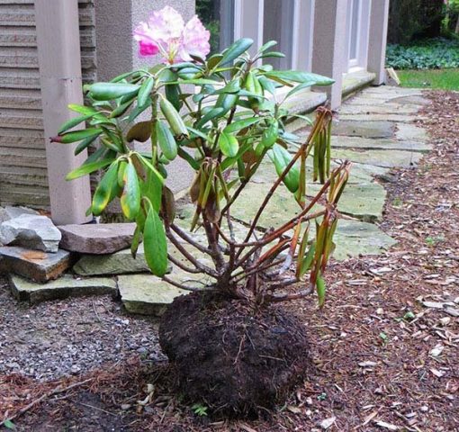 Rhododendron Schlippenbach: photo, growing from seeds, useful properties