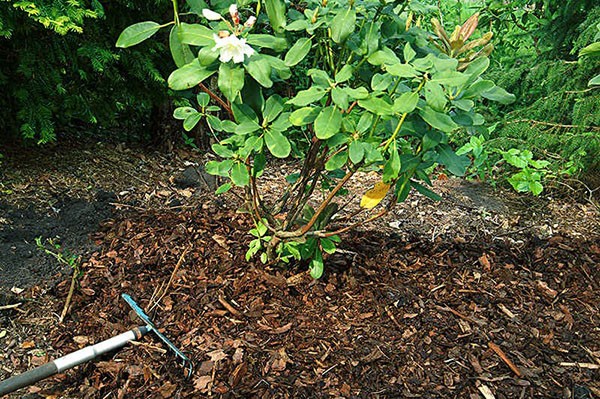 Rhododendron Schlippenbach: photo, growing from seeds, useful properties