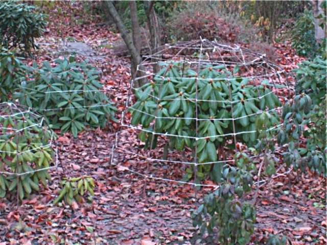 Rhododendron Schlippenbach: photo, growing from seeds, useful properties