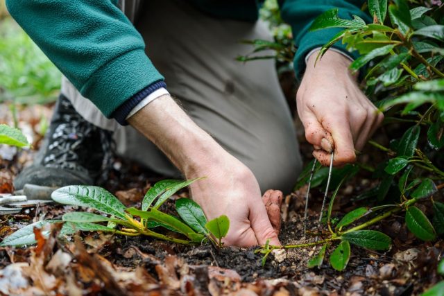 Rhododendron Schlippenbach: photo, growing from seeds, useful properties