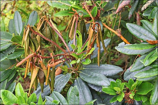 Rhododendron Schlippenbach: photo, growing from seeds, useful properties