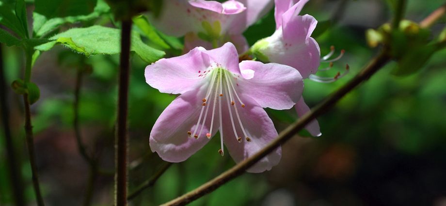 Rhododendron Schlippenbach: photo, growing from seeds, useful properties