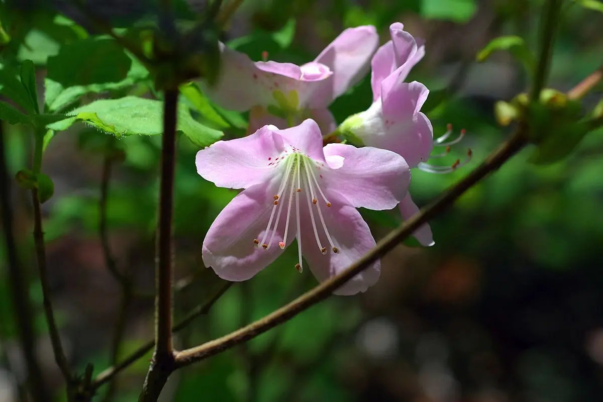 Rhododendron Schlippenbach: photo, growing from seeds, useful properties