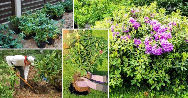 Rhododendron Smirnova: photo, cultivation in the suburbs, reviews