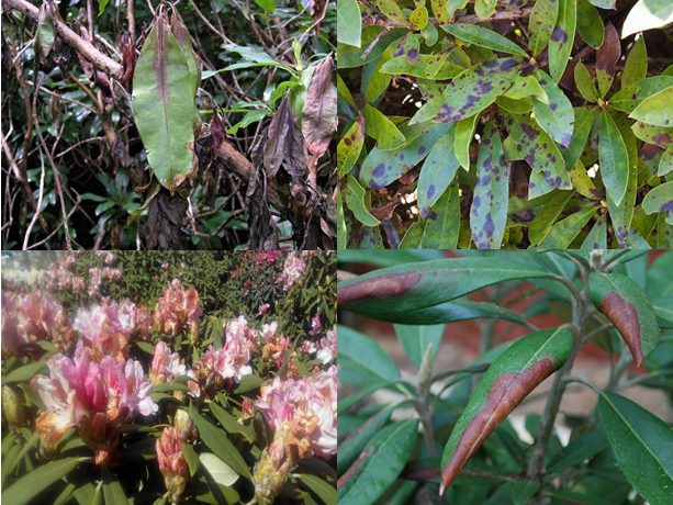 Rhododendron Smirnova: photo, cultivation in the suburbs, reviews