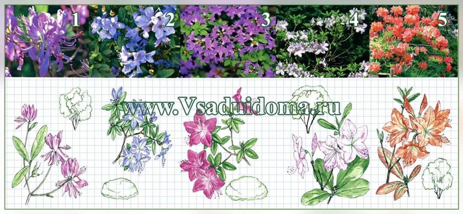 Rhododendron Smirnova: photo, cultivation in the suburbs, reviews