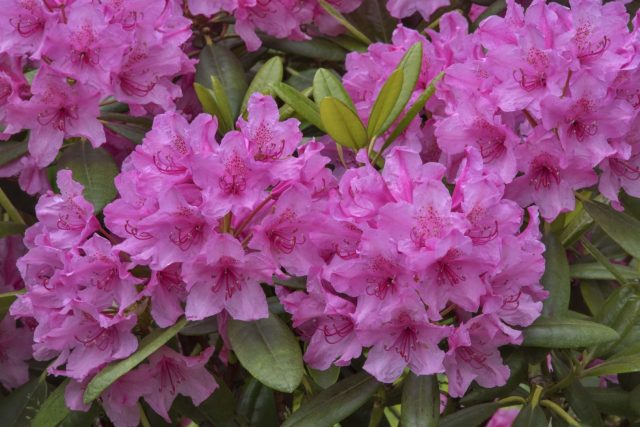 Rhododendron The Hague: description, care, photo