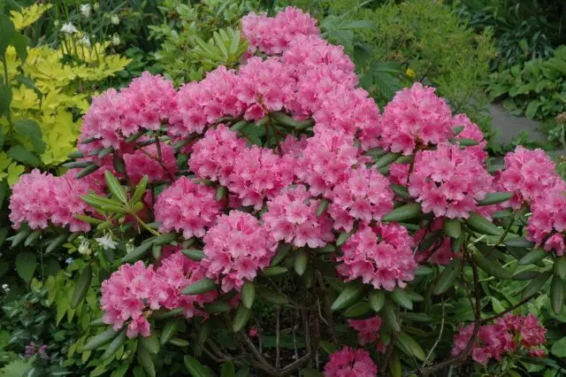 Rhododendron The Hague: description, care, photo