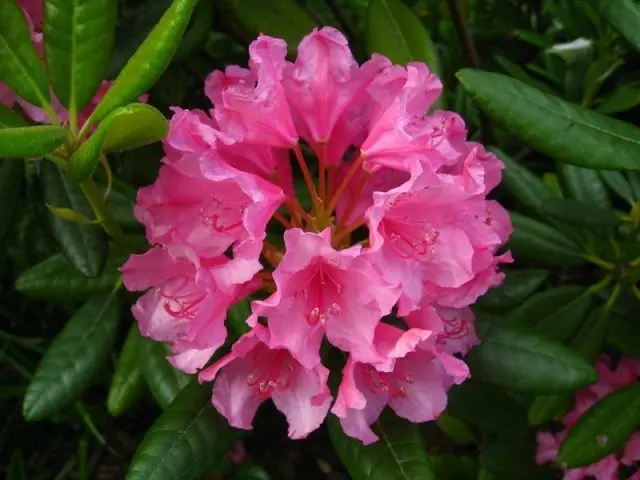 Rhododendron The Hague: description, care, photo