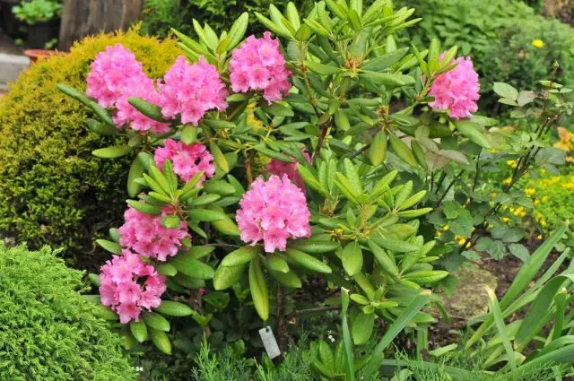 Rhododendron The Hague: description, care, photo