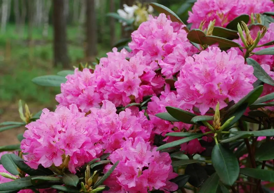 Rhododendron The Hague: description, care, photo