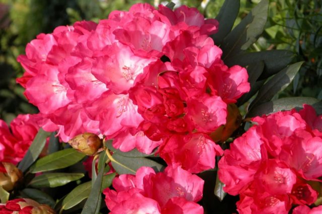 Rhododendron yakushimanskii: Golden Point, Rose Wolke, Lumina, Hummingbird