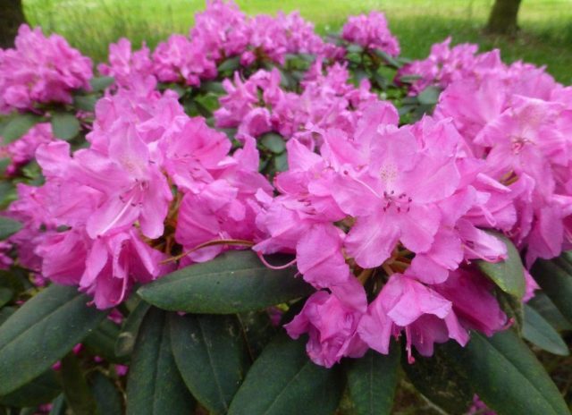 Rhododendron yakushimanskii: Golden Point, Rose Wolke, Lumina, Hummingbird