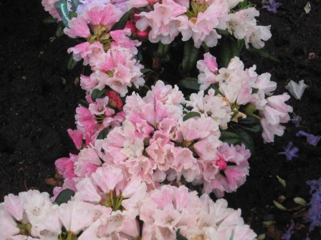 Rhododendron yakushimanskii: Golden Point, Rose Wolke, Lumina, Hummingbird