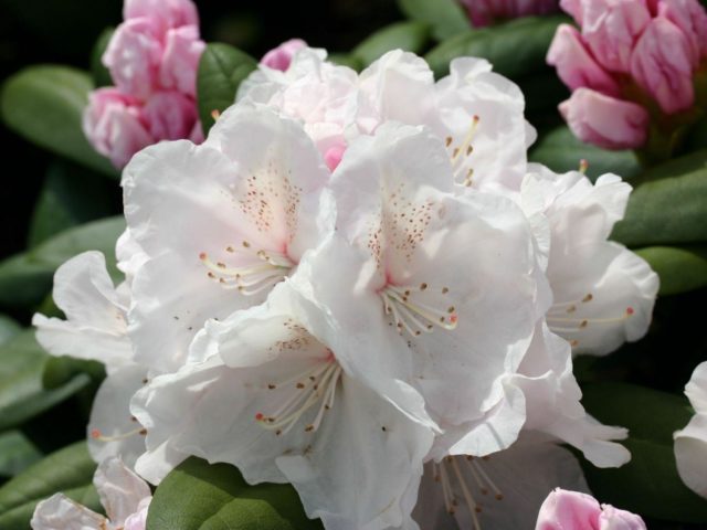 Rhododendron yakushimanskii: Golden Point, Rose Wolke, Lumina, Hummingbird