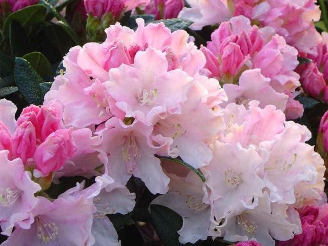 Rhododendron yakushimanskii: Golden Point, Rose Wolke, Lumina, Hummingbird