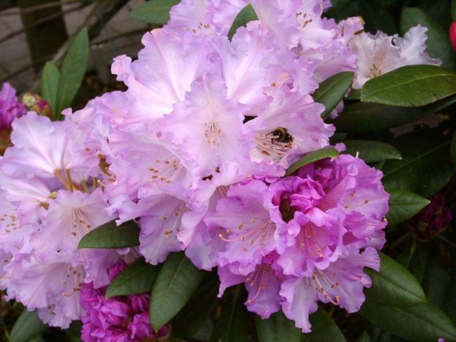 Rhododendron yakushimanskii: Golden Point, Rose Wolke, Lumina, Hummingbird