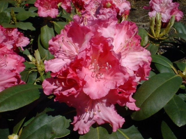 Rhododendron yakushimanskii: Golden Point, Rose Wolke, Lumina, Hummingbird