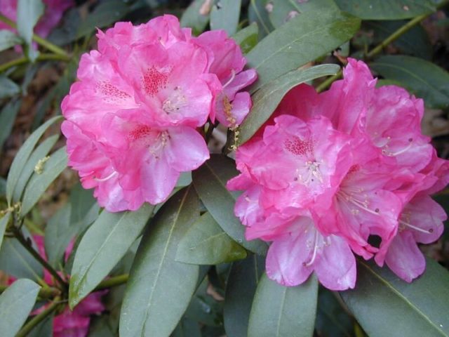 Rhododendron yakushimanskii: Golden Point, Rose Wolke, Lumina, Hummingbird