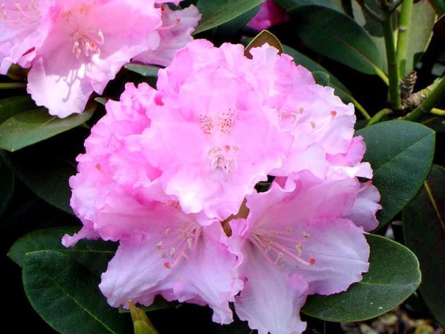 Rhododendron yakushimanskii: Golden Point, Rose Wolke, Lumina, Hummingbird