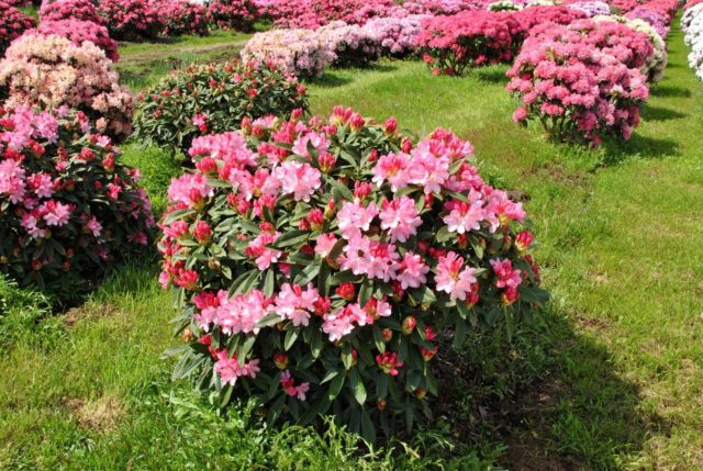 Rhododendron yakushimanskii: Golden Point, Rose Wolke, Lumina, Hummingbird