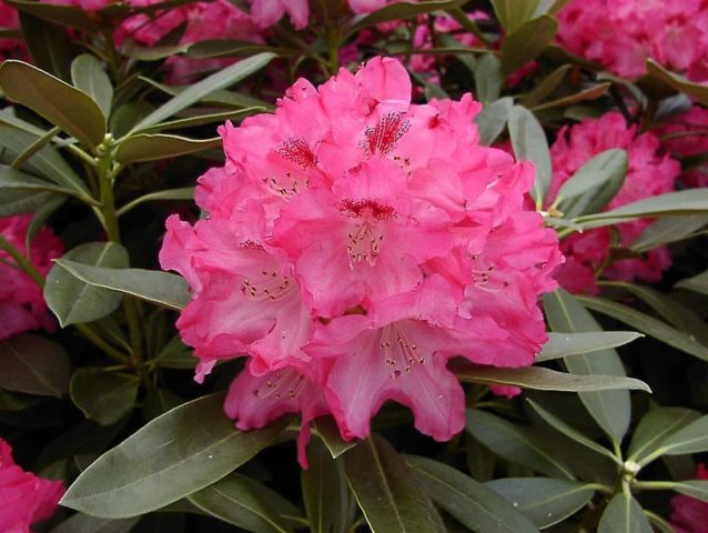 Rhododendron yakushimanskii: Golden Point, Rose Wolke, Lumina, Hummingbird