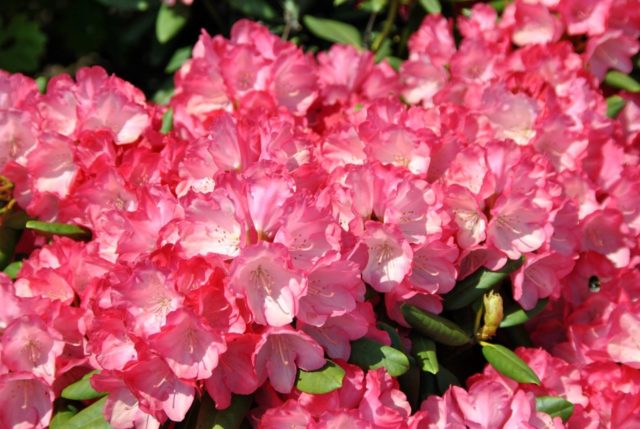 Rhododendron yakushimanskii: Golden Point, Rose Wolke, Lumina, Hummingbird