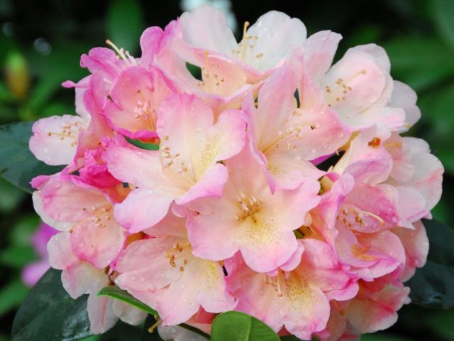 Rhododendron yakushimanskii: Golden Point, Rose Wolke, Lumina, Hummingbird