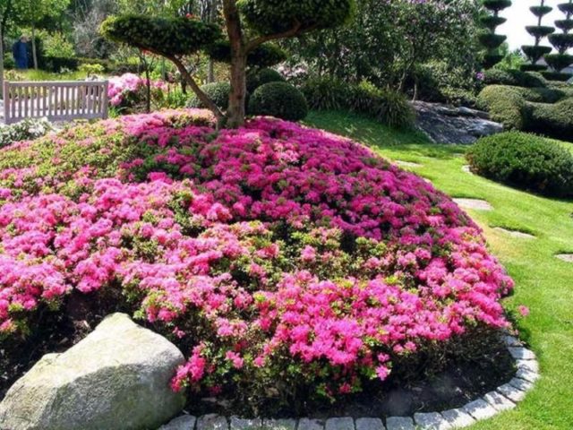 Rhododendron yakushimanskii: Golden Point, Rose Wolke, Lumina, Hummingbird