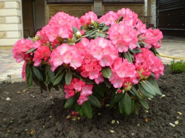 Rhododendron yakushimanskii: Golden Point, Rose Wolke, Lumina, Hummingbird