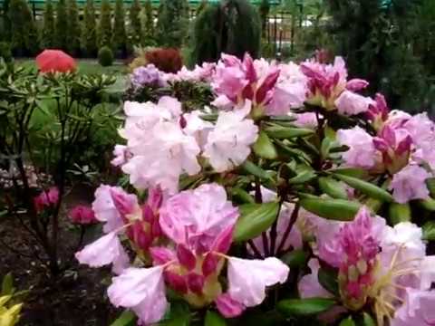 Rhododendron yakushimanskii: Golden Point, Rose Wolke, Lumina, Hummingbird