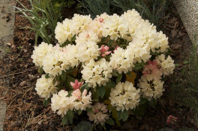 Rhododendron yakushimanskii: Golden Point, Rose Wolke, Lumina, Hummingbird