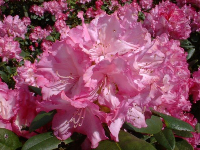 Rhododendron yakushimanskii: Golden Point, Rose Wolke, Lumina, Hummingbird