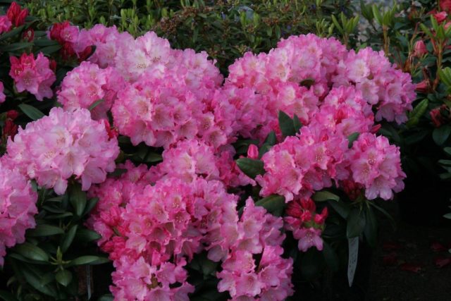 Rhododendron yakushimanskii: Golden Point, Rose Wolke, Lumina, Hummingbird