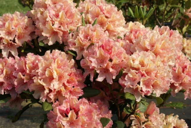 Rhododendron yakushimanskii: Golden Point, Rose Wolke, Lumina, Hummingbird