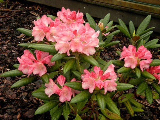 Rhododendron yakushimanskii: Golden Point, Rose Wolke, Lumina, Hummingbird