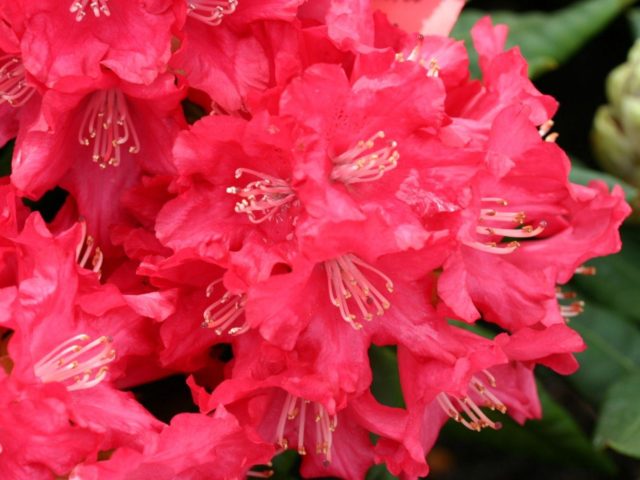 Rhododendron yakushimanskii: Golden Point, Rose Wolke, Lumina, Hummingbird