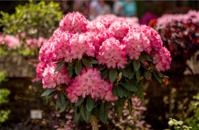 Rhododendron yakushimanskii: Golden Point, Rose Wolke, Lumina, Hummingbird