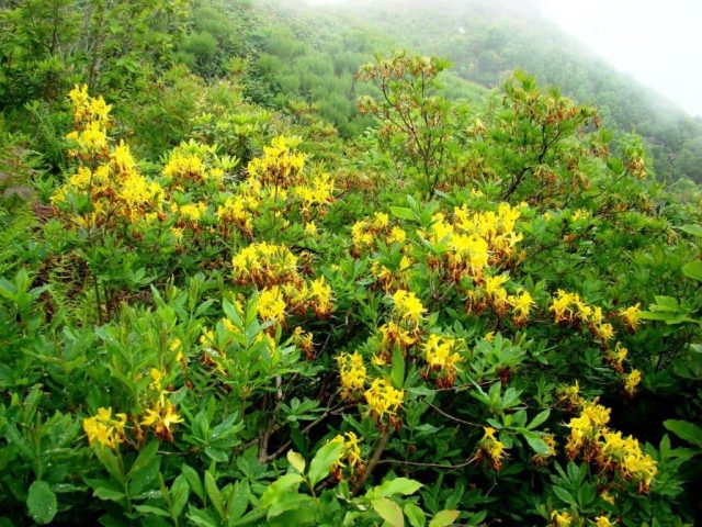 Rhododendron yellow: photo, planting and care, what is useful for