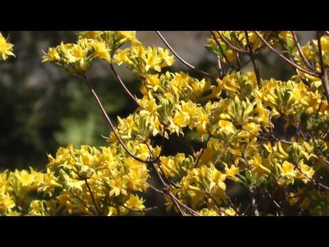 Rhododendron yellow: photo, planting and care, what is useful for