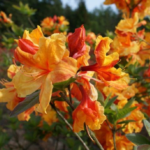 Rhododendron yellow: photo, planting and care, what is useful for