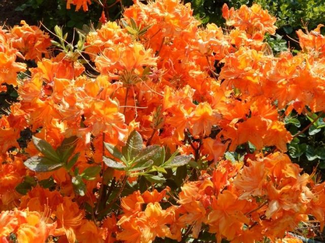 Rhododendron yellow: photo, planting and care, what is useful for