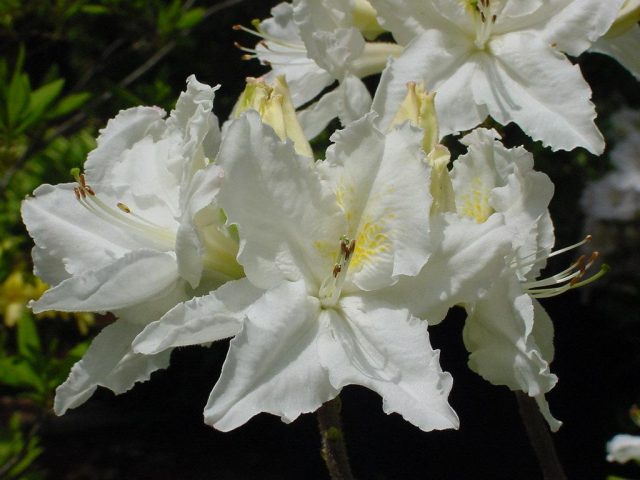 Rhododendron yellow: photo, planting and care, what is useful for