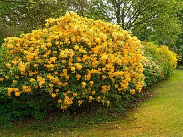 Rhododendron yellow: photo, planting and care, what is useful for