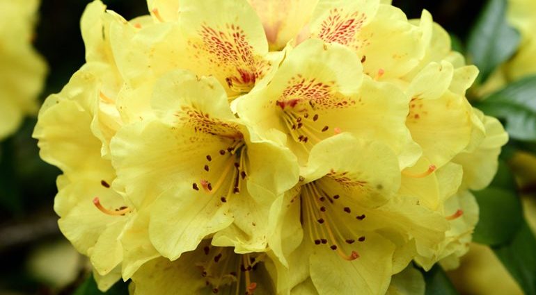 Rhododendron yellow: photo, planting and care, what is useful for