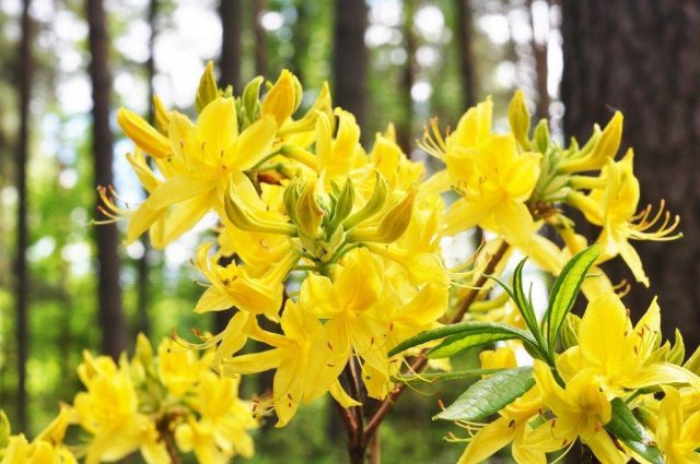 Rhododendron yellow: photo, planting and care, what is useful for