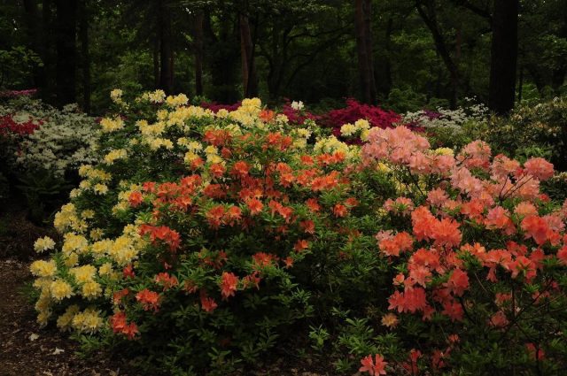 Rhododendron yellow: photo, planting and care, what is useful for