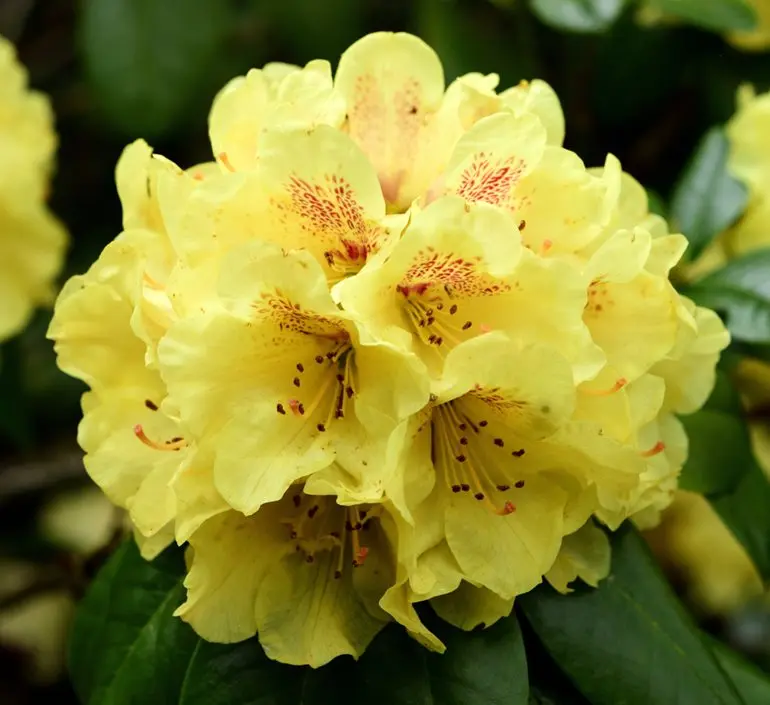 Rhododendron yellow: photo, planting and care, what is useful for