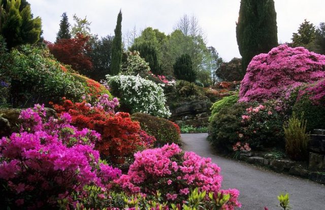 Rhododendrons in a garden landscape