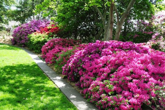 Rhododendrons in a garden landscape